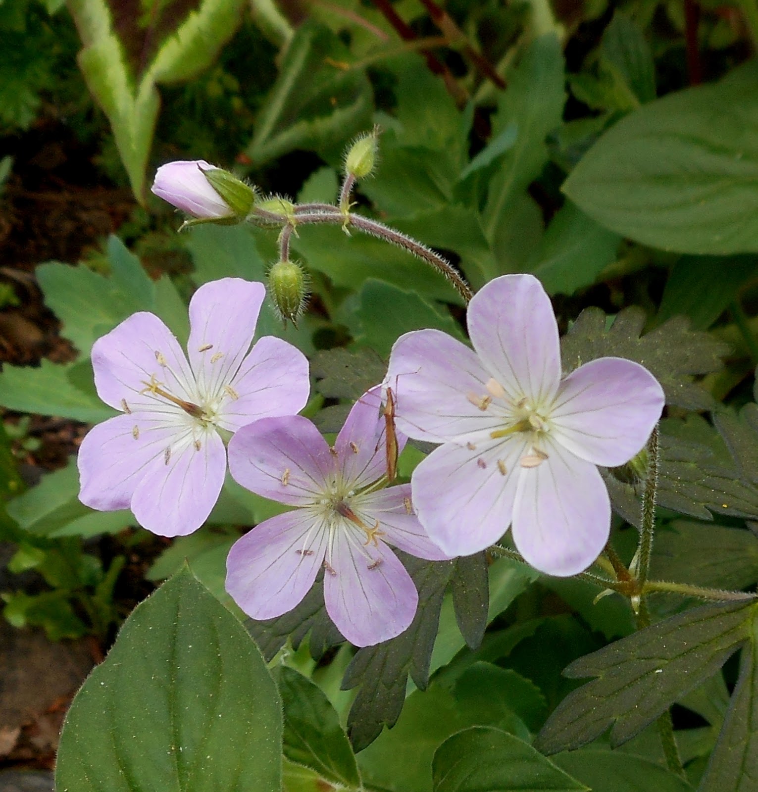 Герань maculatum Elizabeth Ann